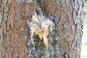 Pine Pitch on Lodge Pole Pine