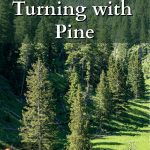 lodgepole pine trees in a valley