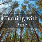 Pine trees underneath a blue sky with view from the ground looking up