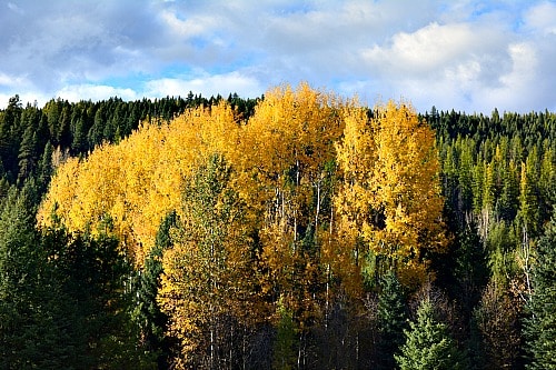 Easy to find Trembling Aspen, but where is the Birch?