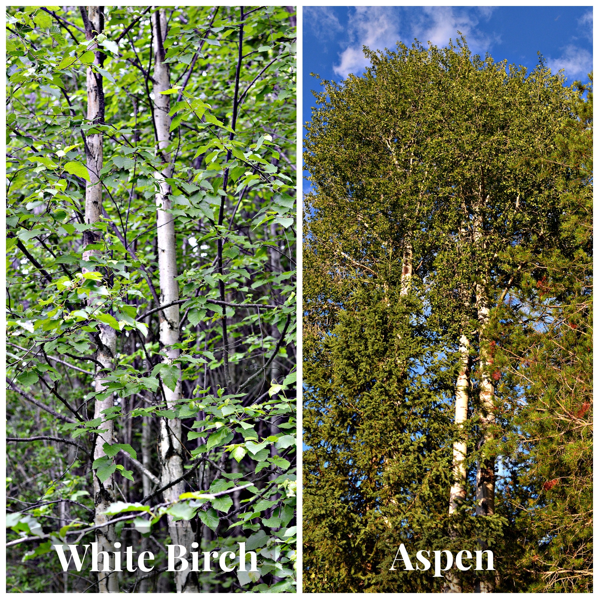 A comparison of Birch (left) and Aspen (right)