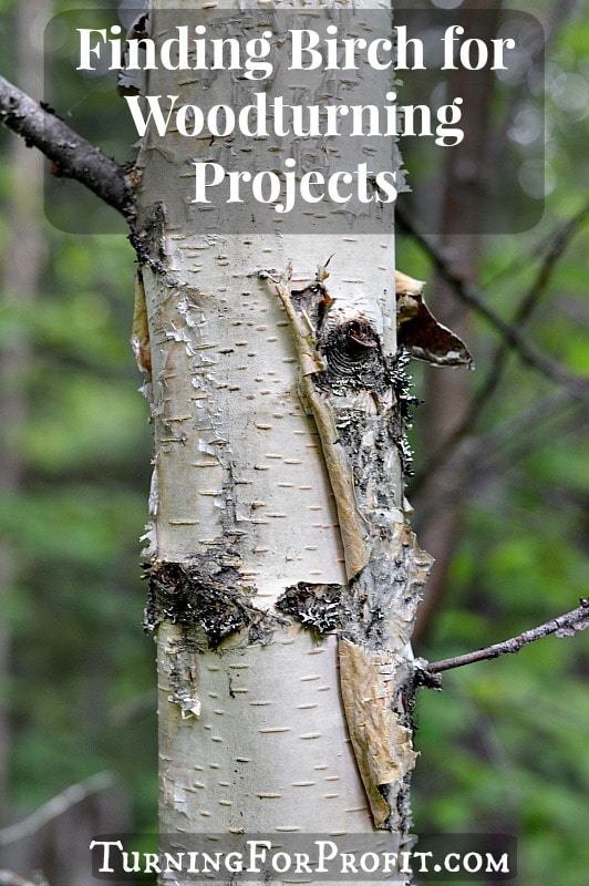 Finding Birch for Woodturning Projects