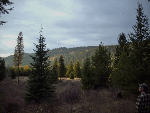 Finding Birch for Woodturning Projects