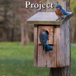 Two bluebirds sitting on a bluebird house