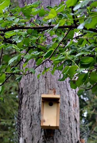 Bluebird house changed to Wren house from slight adjustments