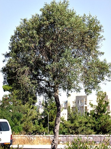 Olive Wood, an olive tree in Jerusalem Israel