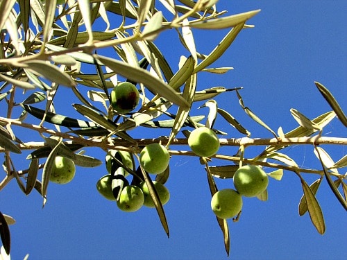 Olive Wood close up of branches, leaves, and fruit