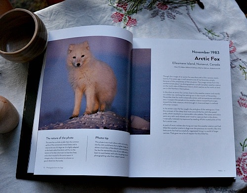 Photographs Arctic Fox